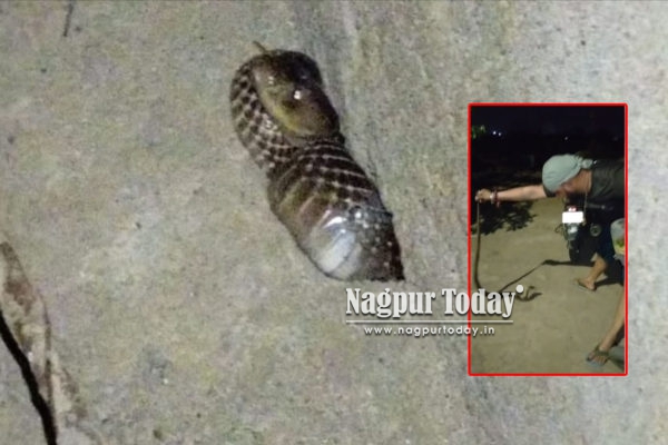 Nagpur: 5-Foot Venomous Cobra Found on House Staircase at Midnight