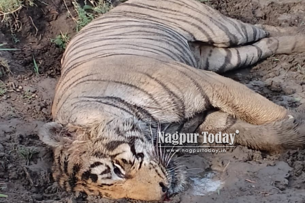 Tiger Found Dead in Umred Forest Near Nagpur