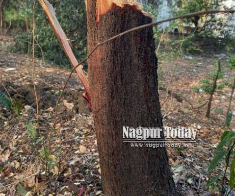 No Stay on Aamrai Project, But HC Cracks Down on NMC Over Lack of Transparency