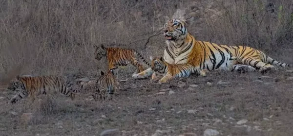 Four Cubs of F-2 Tigress Delight Tourists at Umred-Karhandla Wildlife Sanctuary