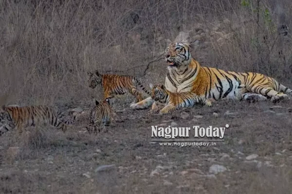 Four Cubs of F-2 Tigress Delight Tourists at Umred-Karhandla Wildlife Sanctuary
