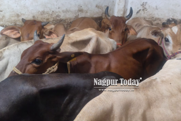 यशोधरानगरमध्ये अवैध गोवंश कत्तलखान्यावर पोलिसांची धाड; ४०० किलो गोमांस जप्त