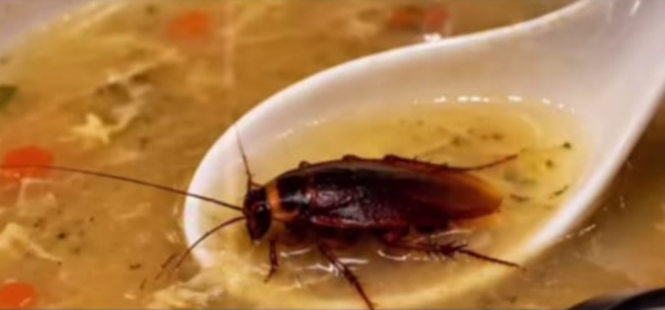 Cockroach Found in Soup at Nagpur’s Ashoka Restaurant; FDA Launches Probe