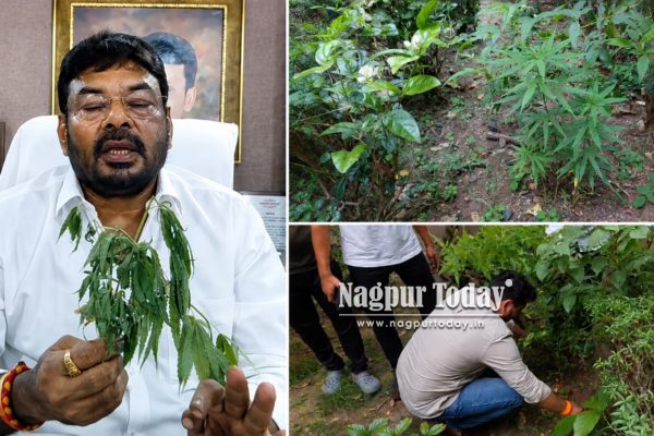 नागपूरच्या गजानन उद्यानात गांजाचे रोपटे आढळल्याचा दावा; माजी नगरसेवक मुन्ना यादव यांचा गंभीर आरोप