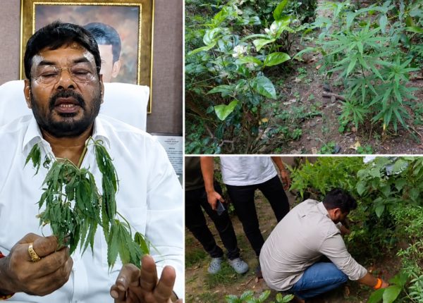 Cannabis (Ganja) Plant Found in Nagpur Park? BJP Leader Raises Questions, Seeks Probe