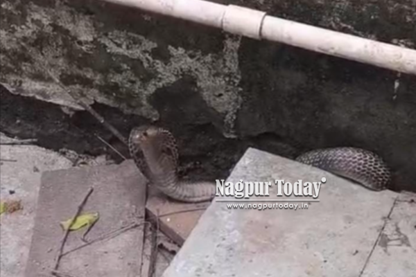 Cobra trapped for four days rescued after two-hour operation in Nagpur