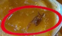 Worm Allegedly Found in Sambar at Mangaluru Kitchen, Nagpur
