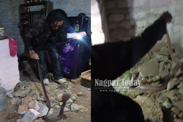 6-ft venomous cobra found hiding in kitchen of Nagpur home
