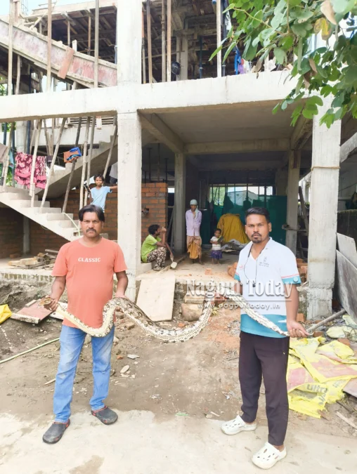 निर्माणस्थल पर निकला विशाल अजगर, मची अफरा-तफरी; सर्पमित्रों ने सुरक्षित जंगल में छोड़ा