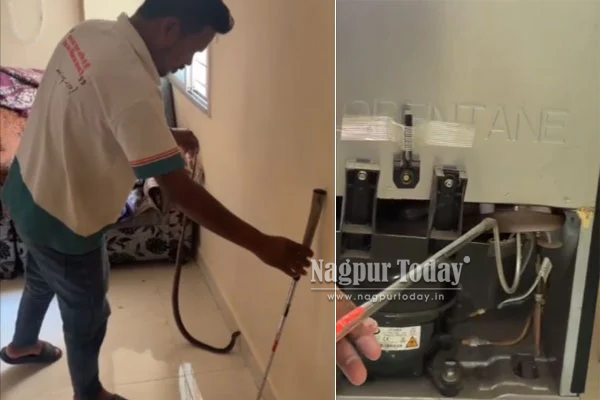 किचन में फन फैलाए बैठा था कोबरा, मची दहशत
