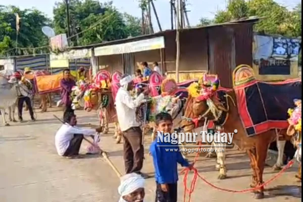 वर्ध्यातील अल्लीपूरमध्ये बैलपोळा महोत्सव उत्साहात
