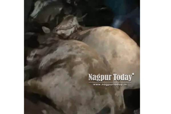 कामठी-कन्हान महामार्गावर कथित गो-तस्करी; ७ गोवंशांचा मृत्यू, १८ गोवंशांची सुटका