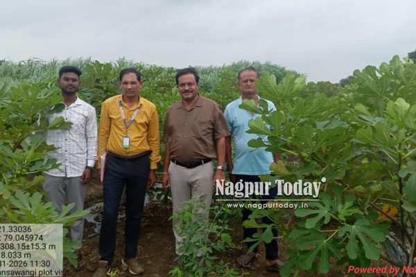 सावनेरच्या शेतकऱ्याची अंजीर लागवडीत यशोगाथा; दोन एकरांतून ७ ते ८ लाखांच्या उत्पन्नाची अपेक्षा