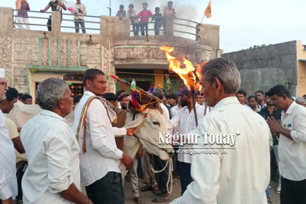 यवतमाळच्या मोहदा येथे बैलपोळा उत्साहात; शेतकऱ्यांनी पारंपरिक पद्धतीने साजरा केला सण