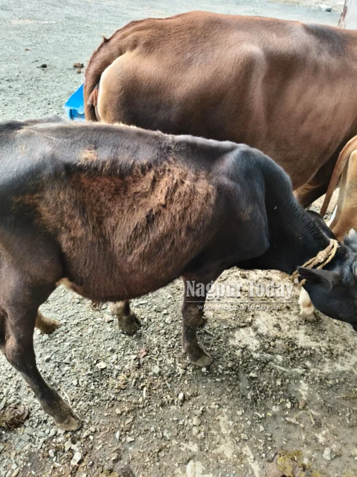 नागपुरात गोवंश तस्करीवर यशोधरानगर पोलिसांचा छापा; ४ गायींसह वासराची सुटका