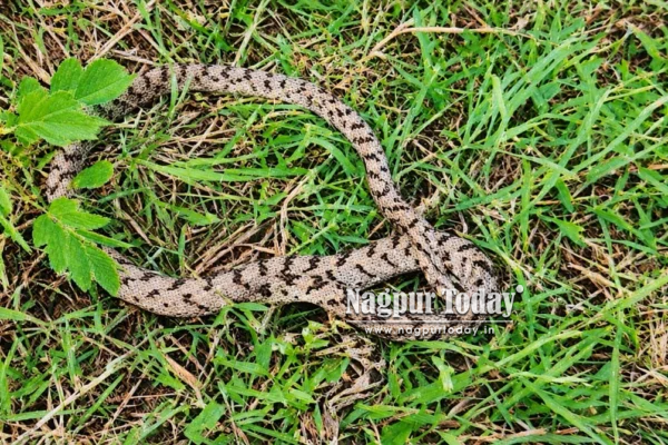 Rare Forsten’s Cat Snake Rescued in Manish Nagar