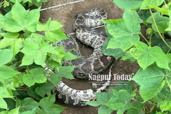 Huge python spotted at Wanadongri construction site, safely rescued