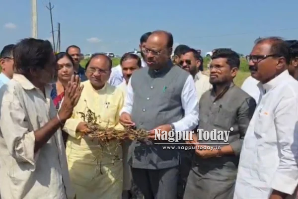 यवतमाळ येथील धनोड्यात बावनकुळेंची शेतात पाहणी; करपलेल्या सोयाबीनने दुष्काळाची दाहकता केली स्पष्ट