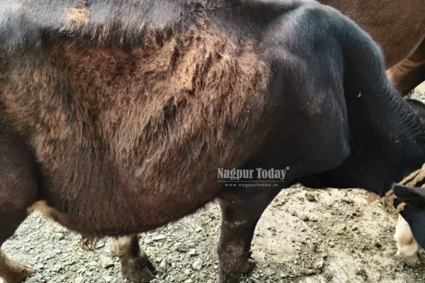 Yashodhara Nagar Police Rescue Four Cows and Calf in Nagpur,