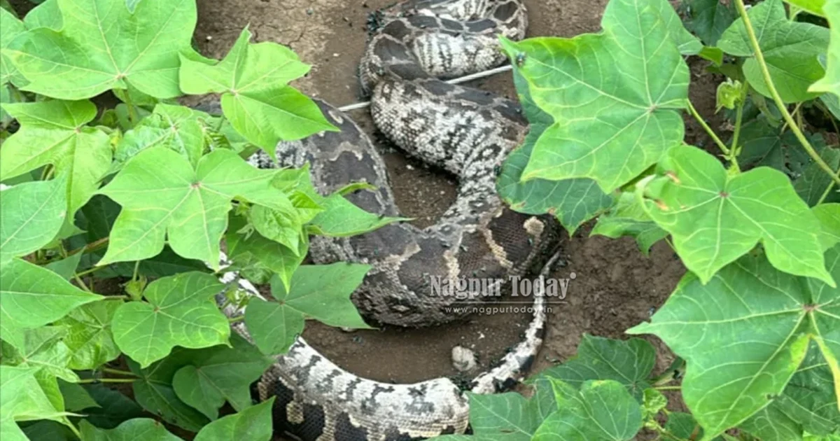 बिजली के टूटे तार की चपेट में आने से अजगर और सारस की मौत