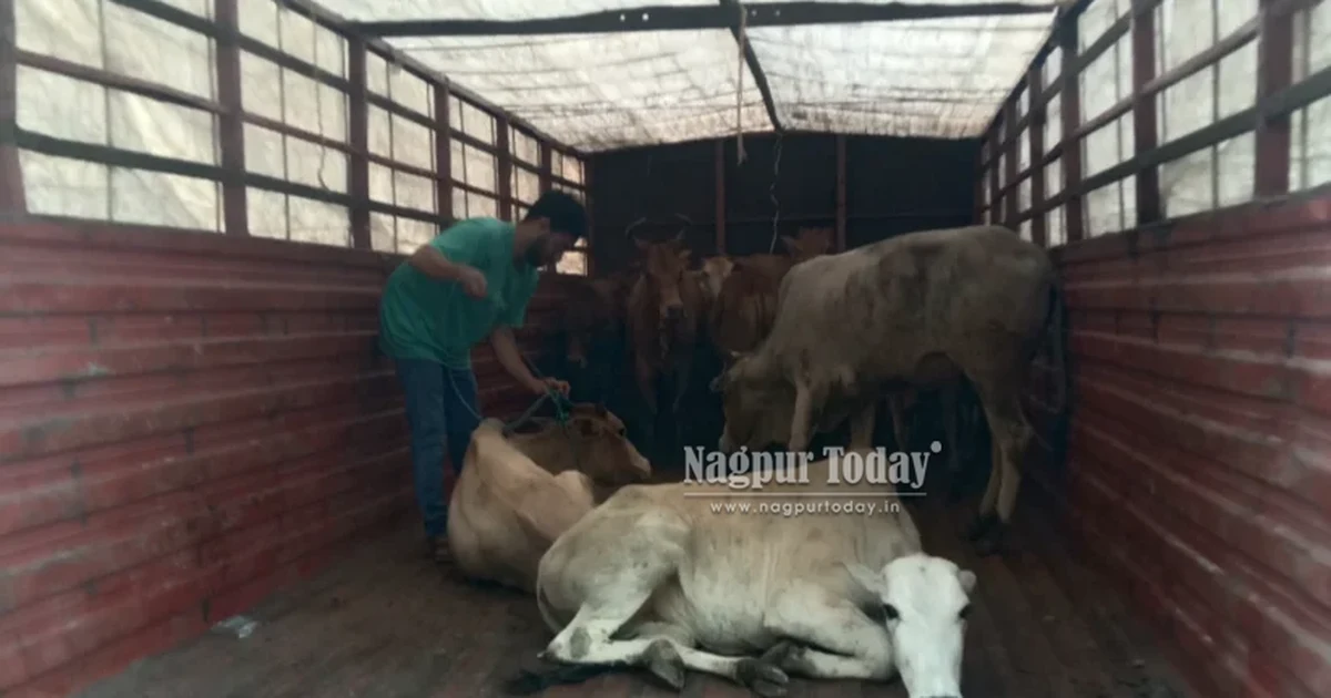 कामगार नगर के घर में कथित अवैध कत्लखाना, 19 गोवंश बरामद