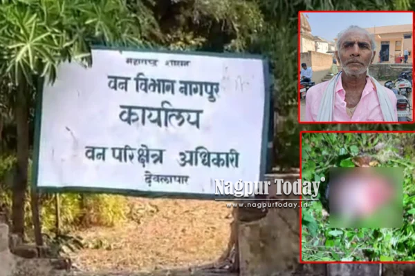वाघाच्या हल्ल्यात ७० वर्षीय गुराख्याचा मृत्यू; सीतापार बिटातील चोपण गड्डा परिसरातील घटना