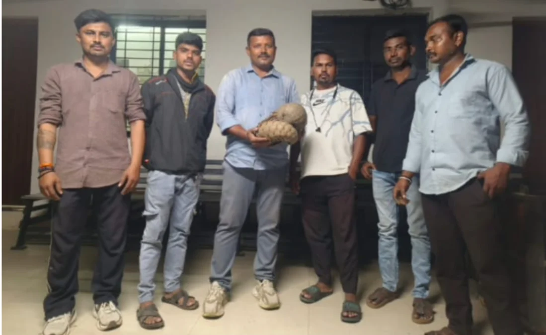 नागपूरच्या हिंगणा परिसरात दुर्मिळ खवले मांजर आढळले; सर्पमित्रांच्या मदतीने सुरक्षित रेस्क्यू