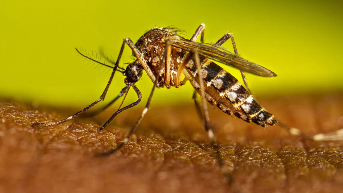 Dengue cases surge in Nagpur: 62 infections in 15 days