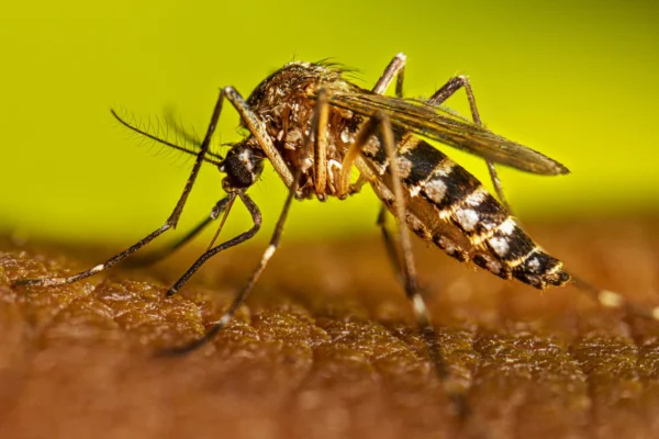 Dengue cases surge in Nagpur: 62 infections in 15 days