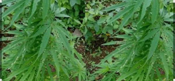Ganja Plants Found Growing on CA’s Farm in Nagpur; Caretaker Arrested, 9 Plants Seized