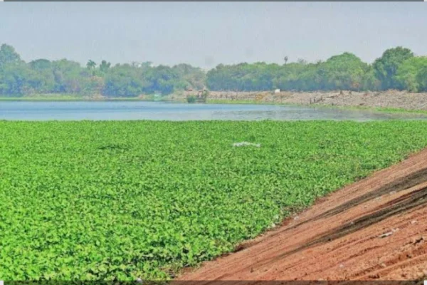 NMC Adopts Dual Strategy to Tackle Water Hyacinth in Ambazari Lake, Deploys Harvesters, JCBs and Poclains