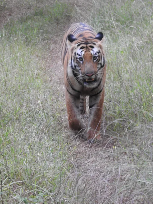 F-2 Tigress’s Young Male Cub Reaches Pench Tiger Reserve After Journey from Umred-Karhandla
