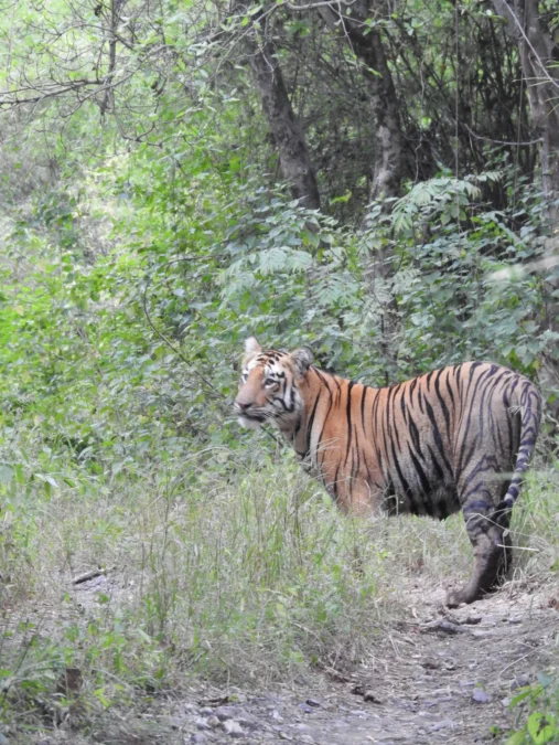 F-2 Tigress’s Young Male Cub Reaches Pench Tiger Reserve After Journey from Umred-Karhandla