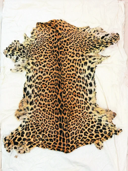 DRI Nagpur cracks drug, wildlife smuggling networks in twin operations