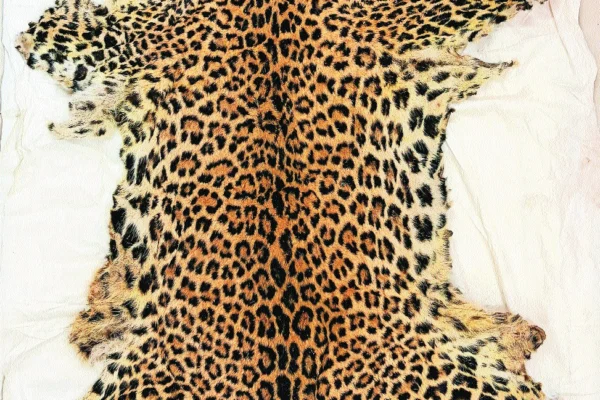 DRI Nagpur cracks drug, wildlife smuggling networks in twin operations