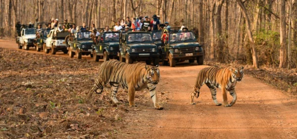 Tiger reserves roar back to life as monsoon safari break ends in Vidarbha