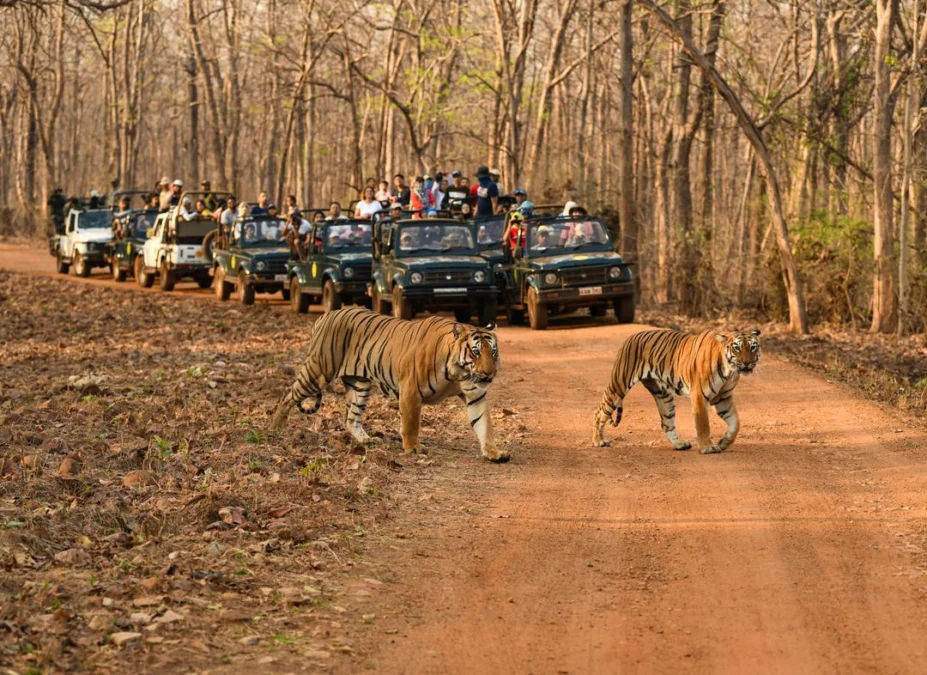 Tiger reserves roar back to life as monsoon safari break ends in Vidarbha