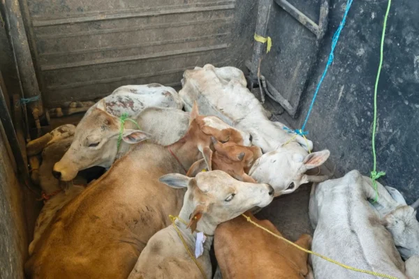 Nagpur Cattle Smuggling Suspected, 7 Cattle Rescued in Farooq Nagar