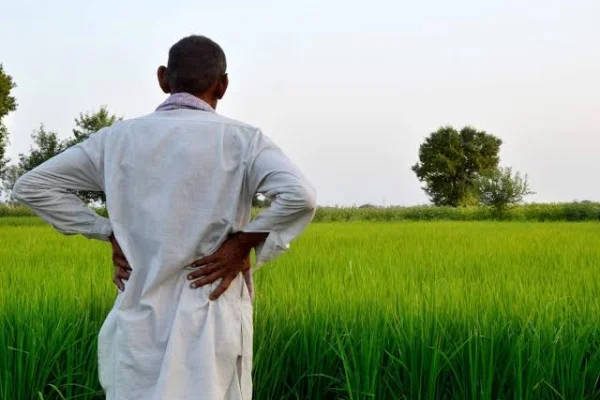 दिवाळीच्या आधीच शेतकऱ्यांना आर्थिक मदत; महाराष्ट्रातील ९१ लाख खात्यांवर १,८३५ कोटींचा निधी
