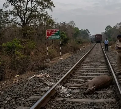 बल्लारशाह-गोंदिया रेल्वेमार्गावर वन्यजीवांचे मृत्युसत्र सुरूच;२० सांबरांसह १४० हून अधिक प्राण्यांचा बळी