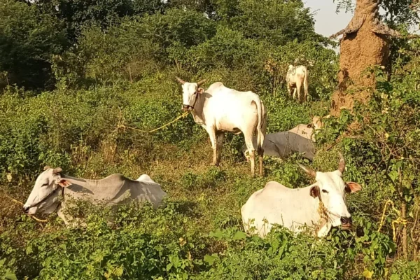 23 cattle rescued in two illegal transport cases in Nagpur