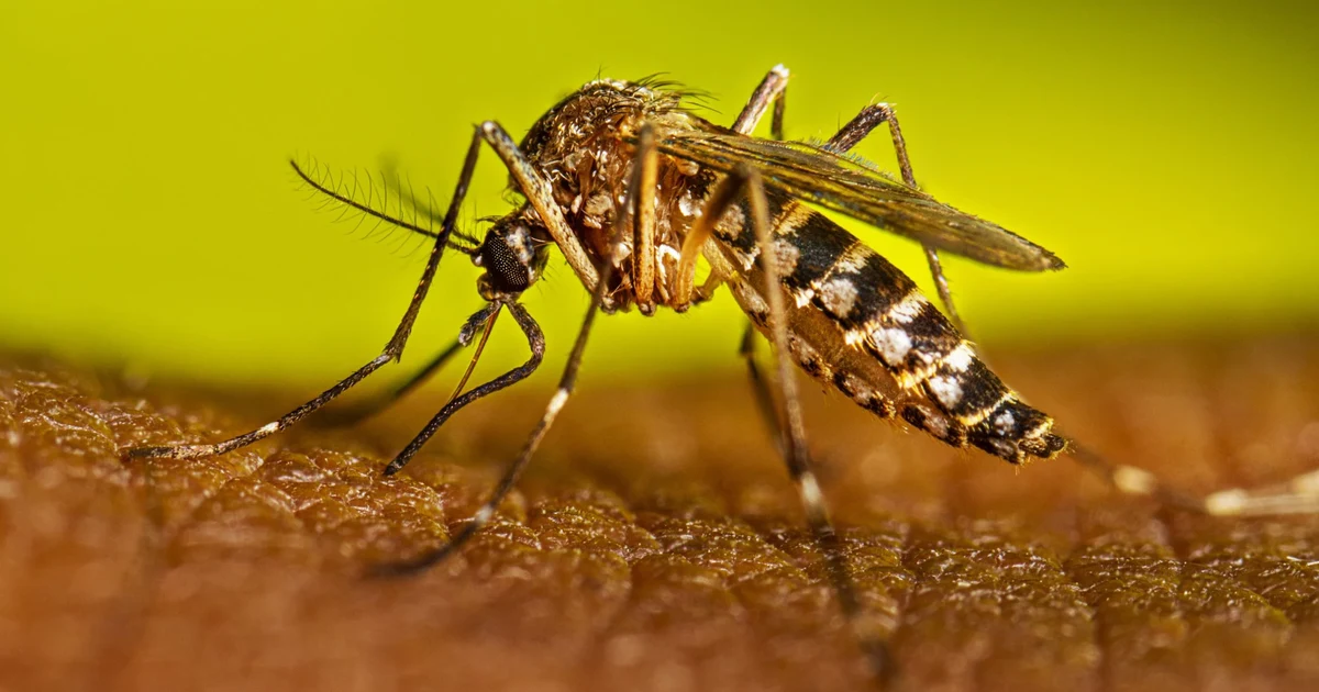 Dengue cases surge in Nagpur: 62 infections in 15 days